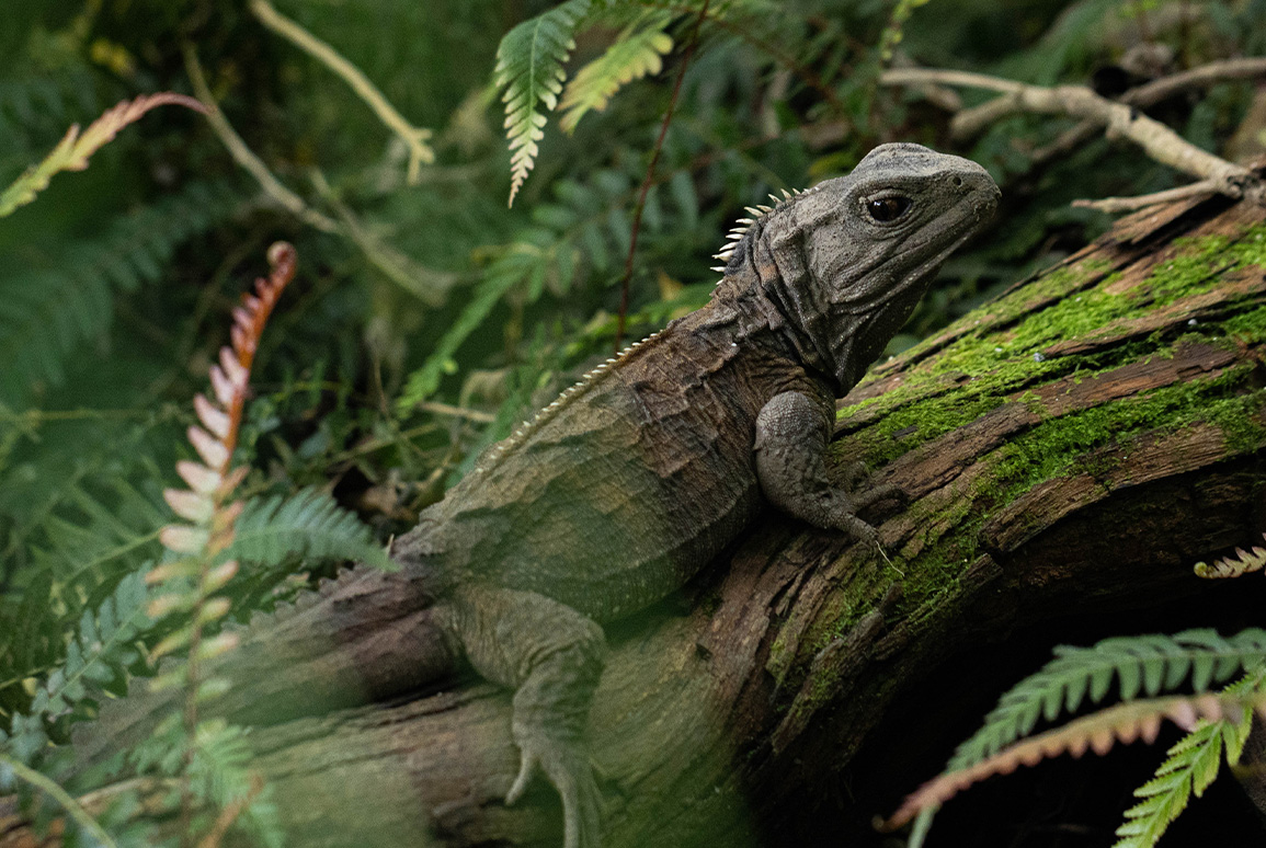 A Closer Look at Aotearoa's Threatened Species