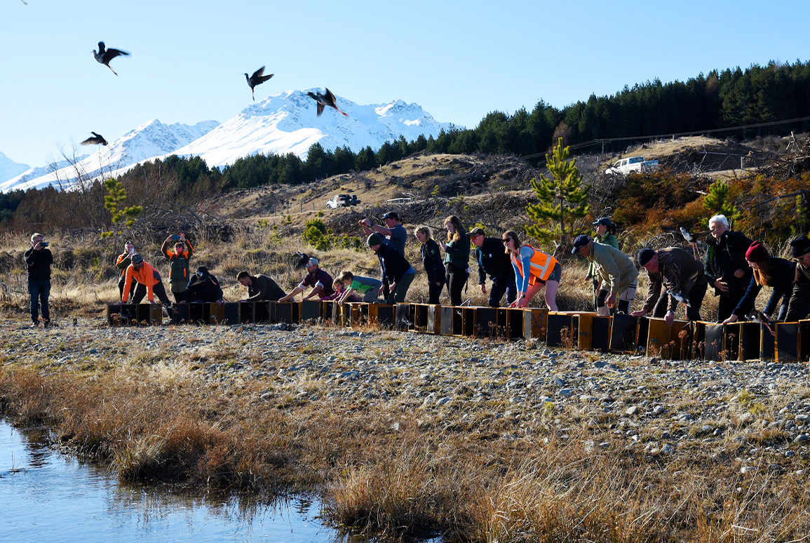 Endangered kakī | black stilt released in the Mackenzie Basin