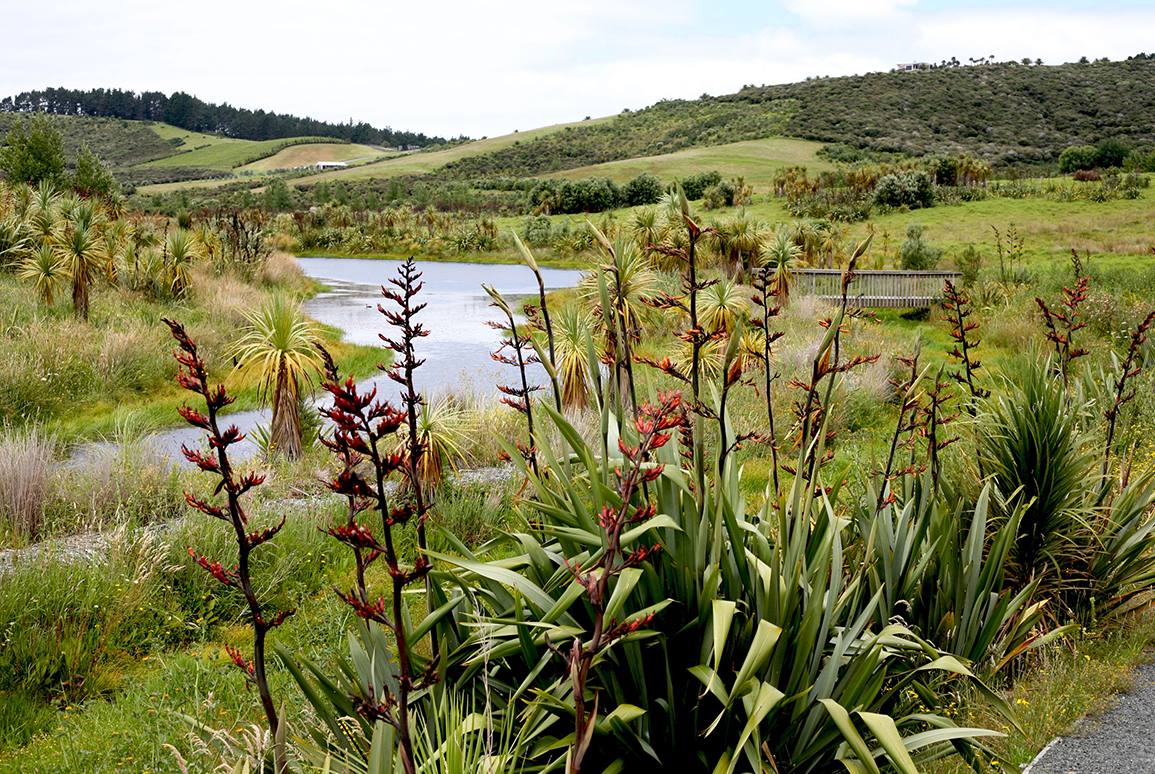Why Wetlands Matter: our practitioners explain the value of freshwater ecological networks