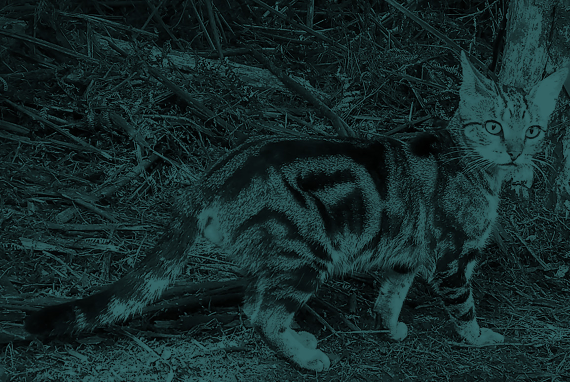 Exploring Māori Perspectives on Feral Cats