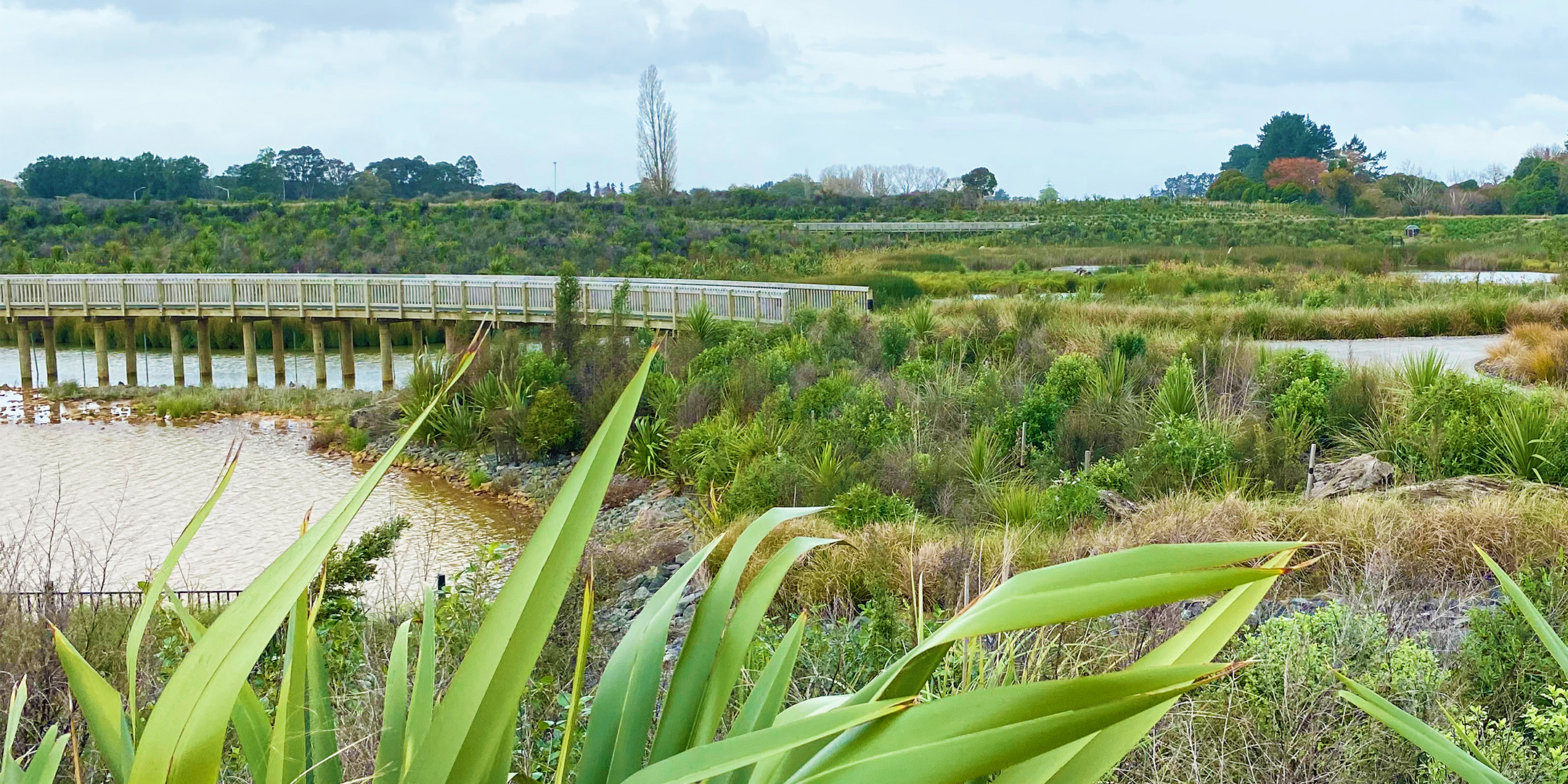 Te Wairepo Wetland